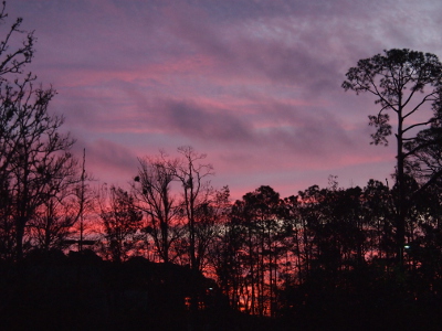 [On the right side of the image are tall pine trees which reach nearly the top of the image. The rest of the treeline is only half as high as the pines although the tree on the far left appears larger because it is closer to the camera. The background sky which can be seen through the branches is pink and purple close to the ground with darker purple patches toward the top of the image.]